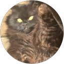 Diego Gentini profile picture